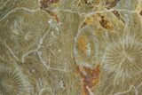 Polished Fossil Coral (Actinocyathus) - Morocco #100632-1